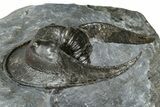 Enrolled Scotoharpes Trilobite - Boudib, Morocco #363012-1